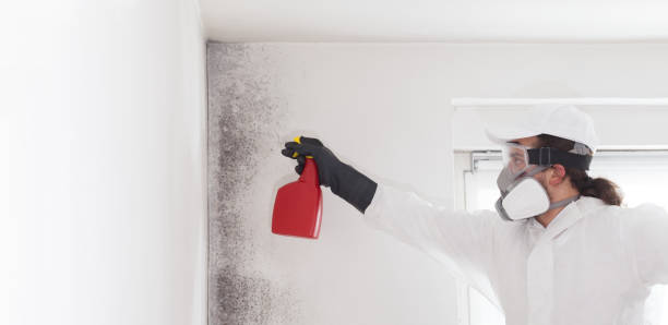 Best Emergency Mold Remediation in Spruce Pine, NC