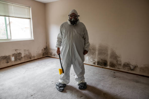 Best Black Mold Remediation in Spruce Pine, NC