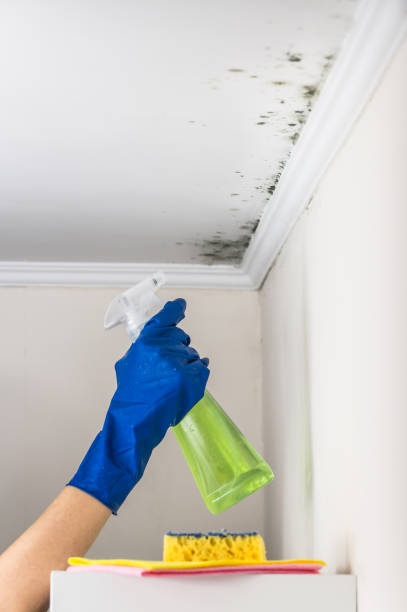 Best Commercial Mold Remediation in Spruce Pine, NC